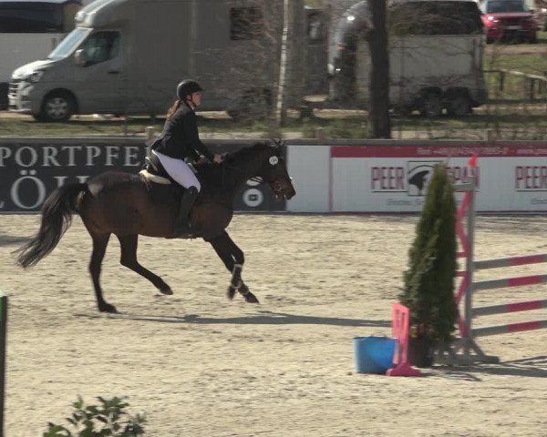 Reitturnier Westergellersen 2023