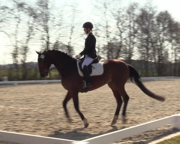 Reitturnier Elmlohe 2023