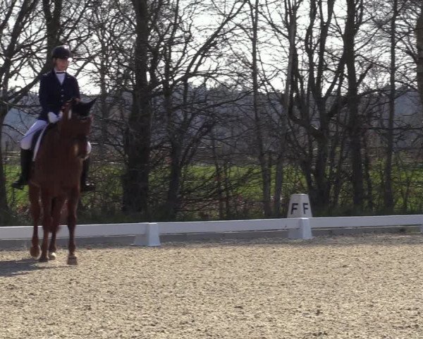 Reitturnier Elmlohe 2023