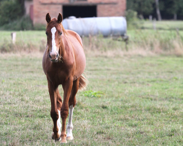 dressage horse Bentley 130 (Westphalian, 2017, from Callaho's Benicio) dressage horse Bentley 130 (Westphalian, 2017, from Callaho's Benicio)