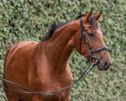 broodmare Fine Honey Bee (Hanoverian, 2018, from Fuechtels Floriscount OLD)