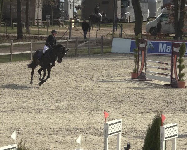 Reitturnier Westergellersen 2023