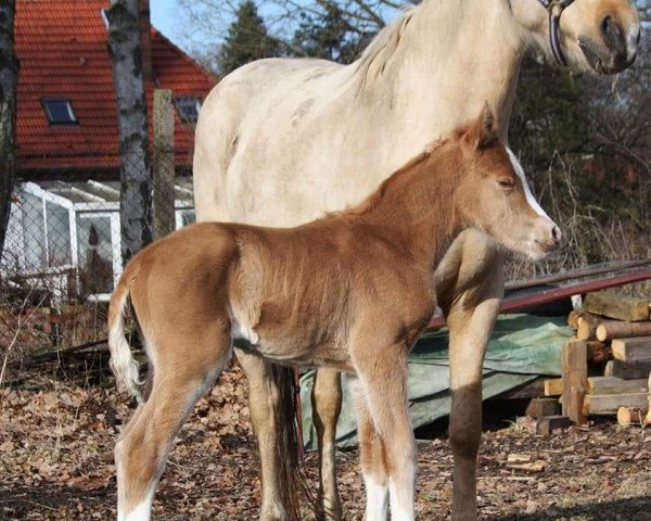horse Next Princess (German Riding Pony, 2021, from FS Next Diamond)