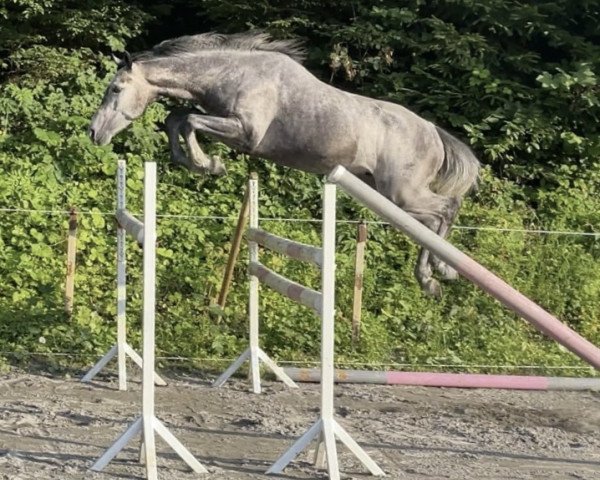horse Champion de Cœur (Holsteiner, 2018, from Corrinaro)