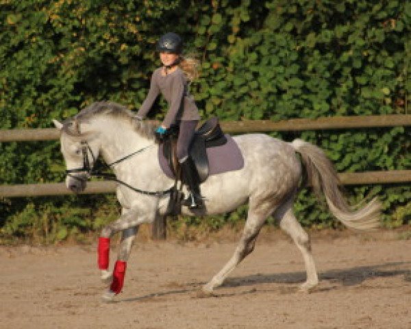 Dressurpferd Diorissima (Westfale, 2007, von Dein Sunnyboy)