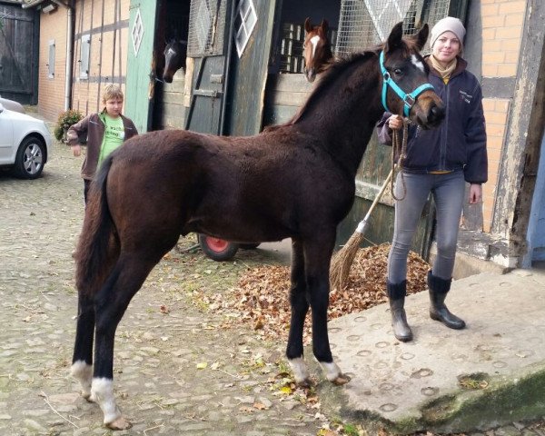 Dressurpferd Giotto 72 (Oldenburger, 2015, von Gandhi)