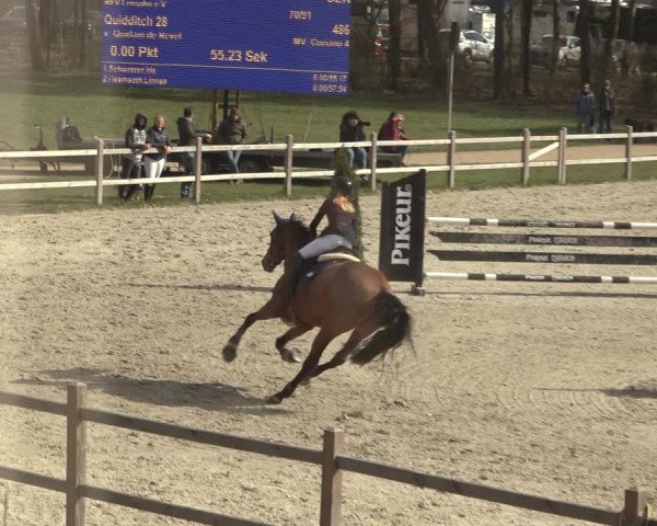 Reitturnier Westergellersen 2023