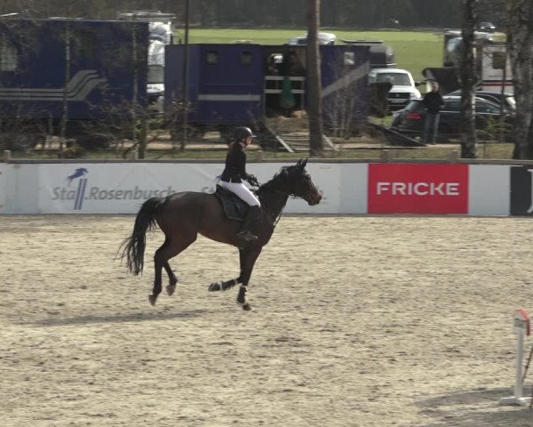 Reitturnier Westergellersen 2023