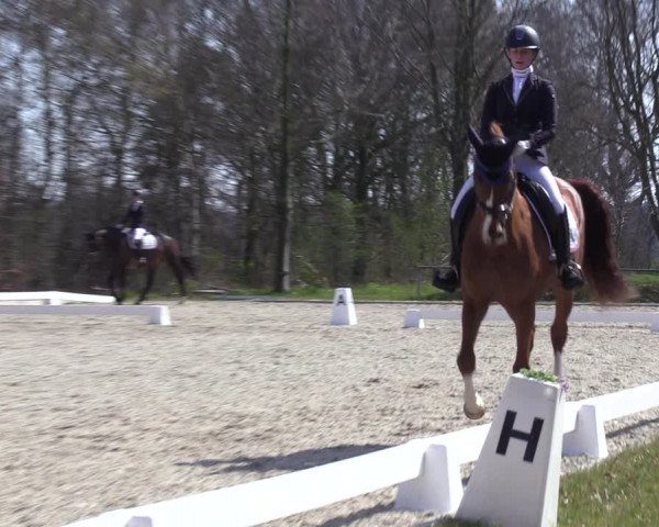 Reitturnier Elmlohe 2023