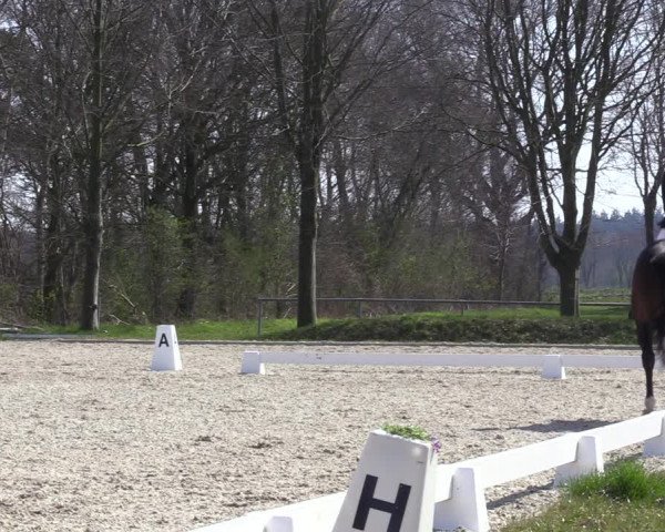 Reitturnier Elmlohe 2023