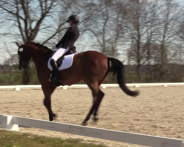 Reitturnier Elmlohe 2023