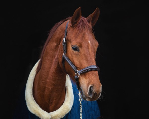 Pferd Esta Bini (Westfale, 2019, von Erdinger)