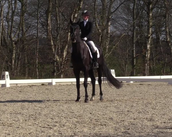 Reitturnier Elmlohe 2023