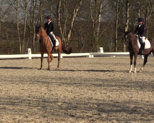 Reitturnier Elmlohe 2023