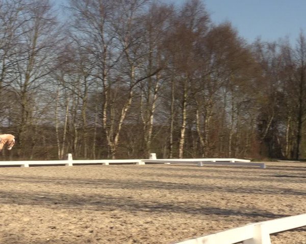Reitturnier Elmlohe 2023