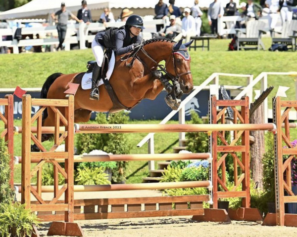 jumper Carlsson 72 (Hanoverian, 2011, from Chacco Chacco)