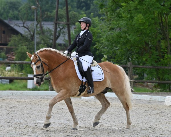 dressage horse Meran 2 (Haflinger, 2015, from Mahady)