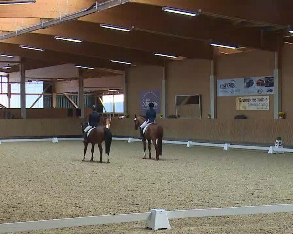 Reitturnier Grafenrheinfeld/Ufr. 2021