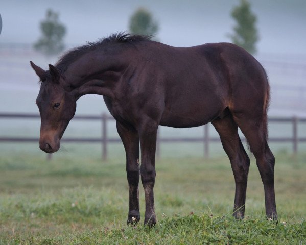 Deckhengst Night Ghost (Trakehner, 2021, von Grimani) Deckhengst Night Ghost (Trakehner, 2021, von Grimani)