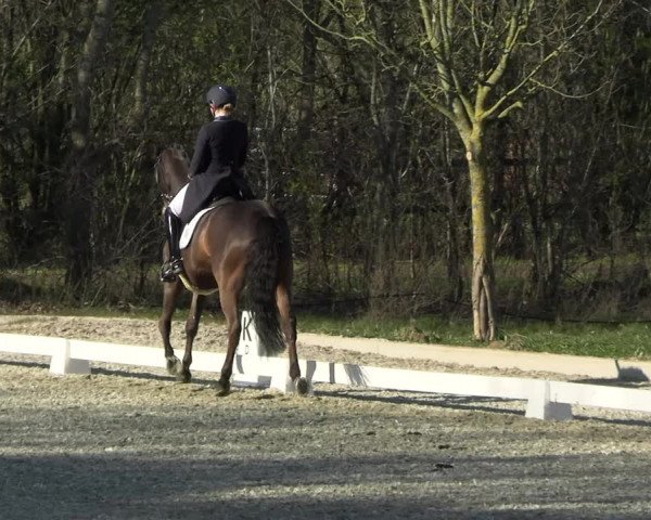Reitturnier Elmlohe 2023