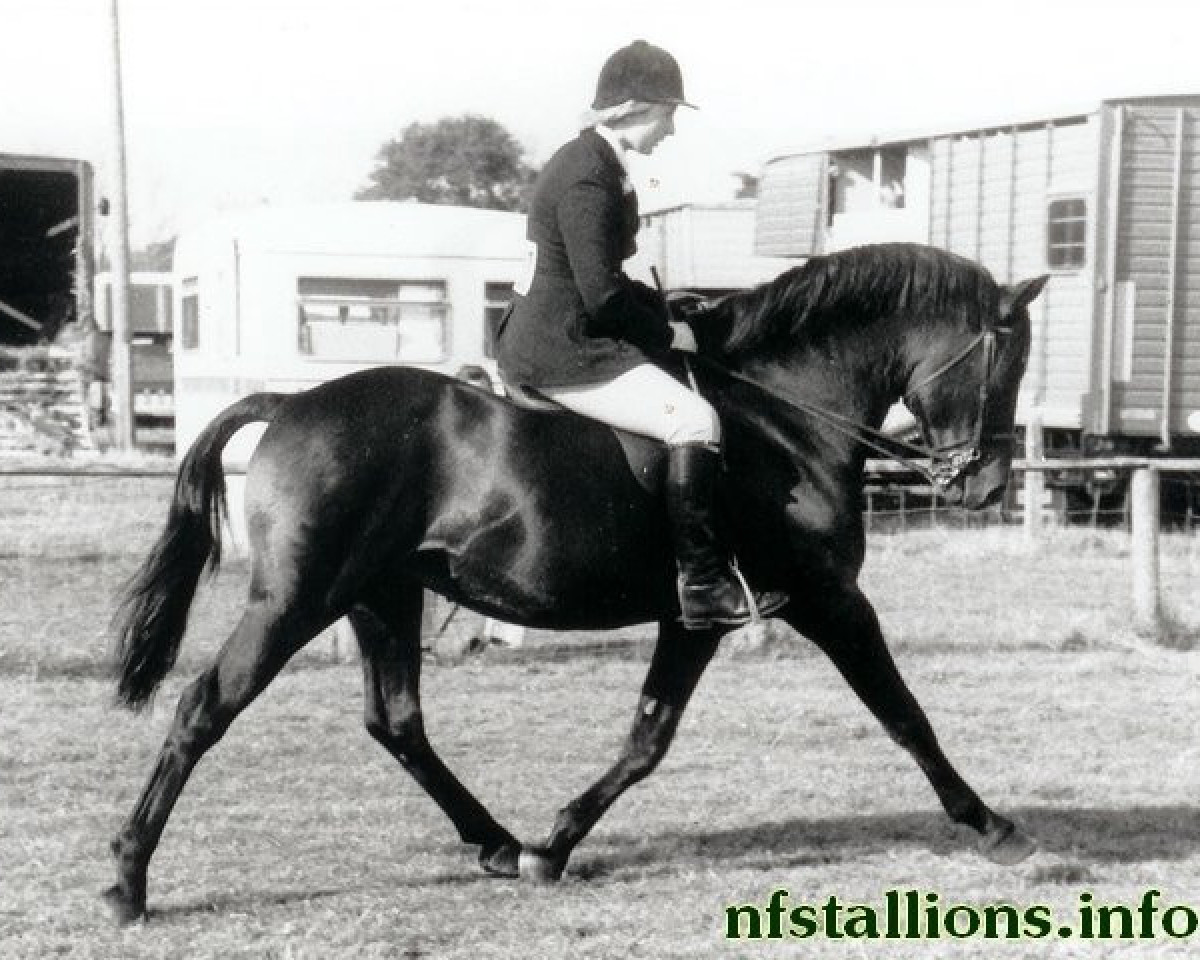 Deckhengst Burton Sunlight (New-Forest-Pony, 1963, von Priory Starlight VII)