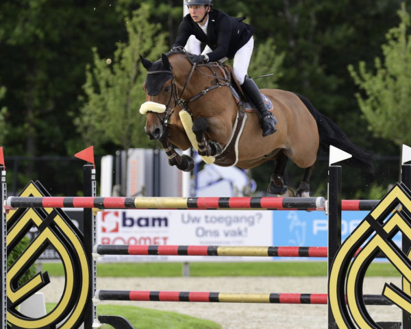 Springpferd Cayadix Hero Z (Zangersheide Reitpferd, 2011, von Cadence van't Gelutt Z)