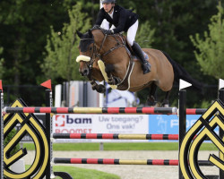 jumper Cayadix Hero Z (Zangersheide riding horse, 2011, from Cadence van't Gelutt Z)