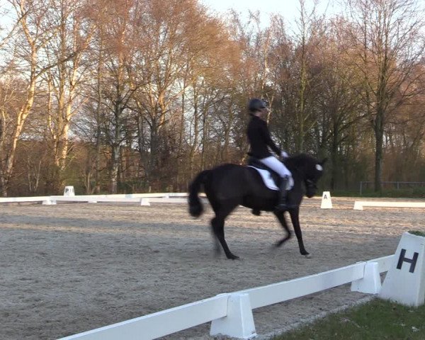 Reitturnier Elmlohe 2023