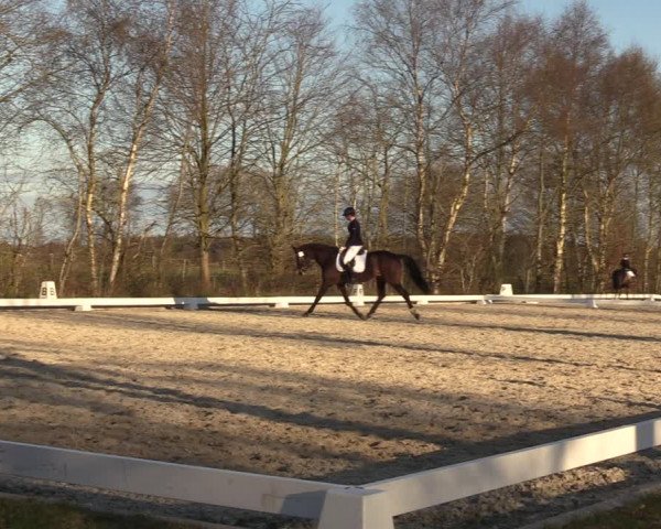 Reitturnier Elmlohe 2023