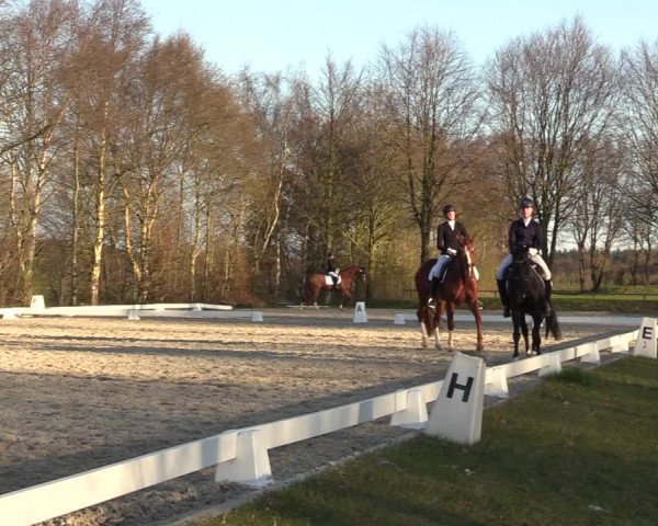 Reitturnier Elmlohe 2023