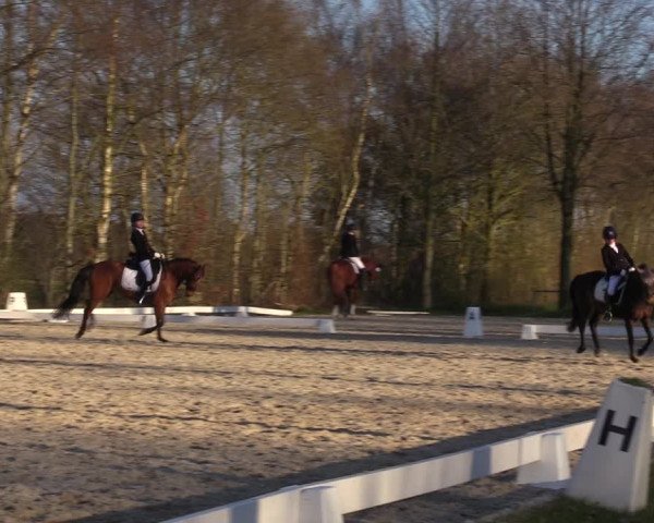 Reitturnier Elmlohe 2023