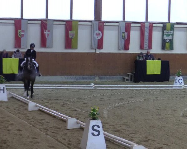 Reitturnier Weikersdorf 2023