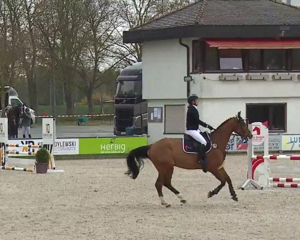 Reitturnier Grafenrheinfeld/Ufr. 2023