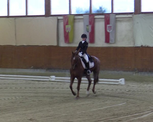 Reitturnier Weikersdorf 2023