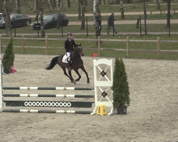 Reitturnier Westergellersen 2023