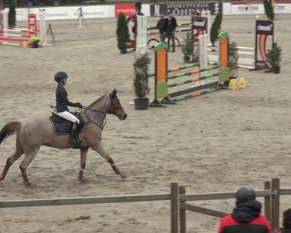 Reitturnier Westergellersen 2023