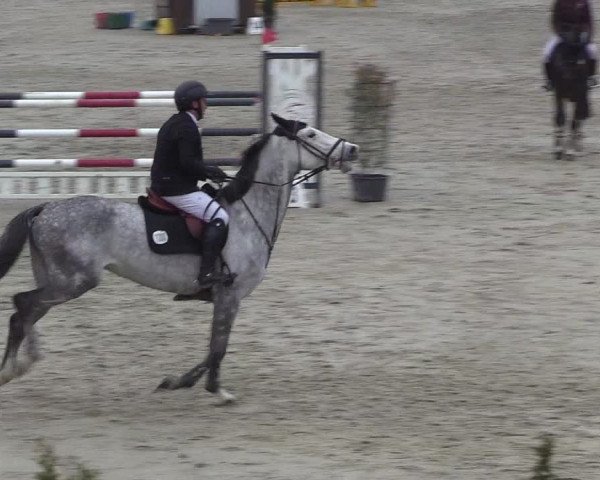 Reitturnier Westergellersen 2023
