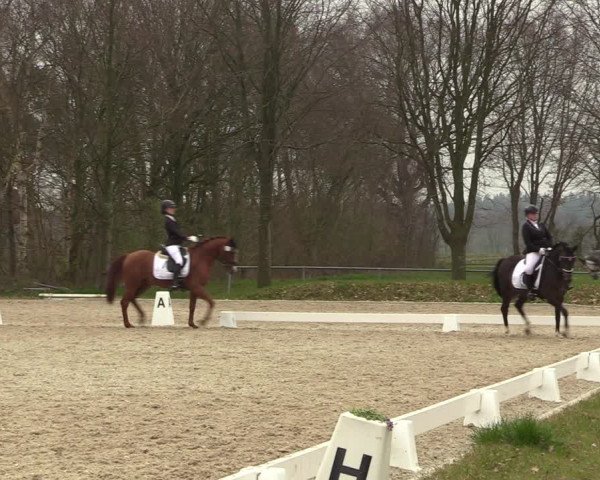 Reitturnier Elmlohe 2023