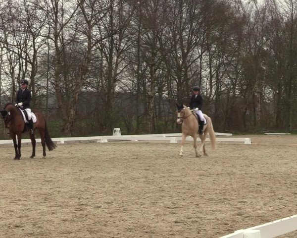 Reitturnier Elmlohe 2023