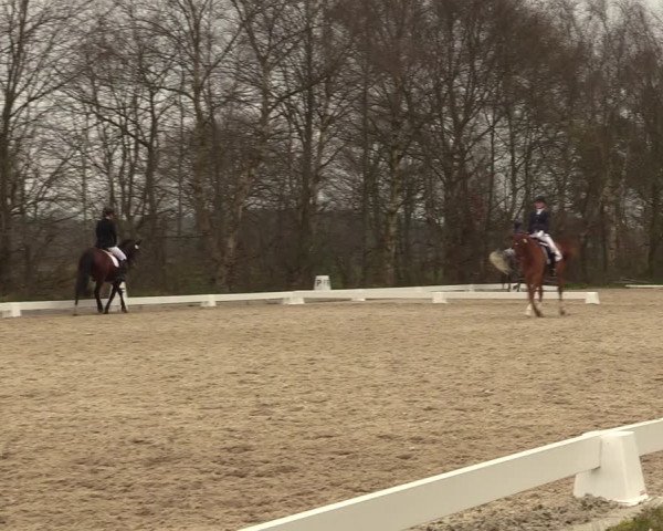Reitturnier Elmlohe 2023