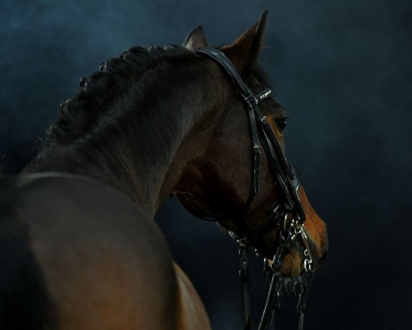 Dressurpferd King of Magic 5 (Deutsches Reitpony, 2015, von King of Heart's)