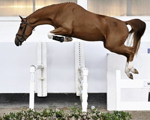 horse Decadance AC Z (Zangersheide riding horse, 2020, from Don't Touch Tiji Hero)