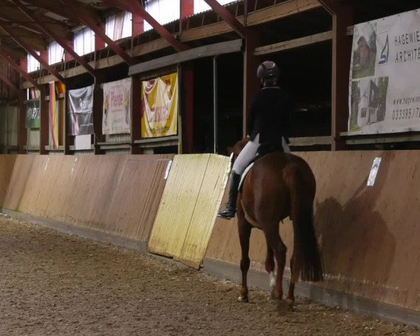 Reitturnier Elisenau 2023