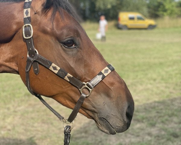 jumper MANCHESTER (KWPN (Royal Dutch Sporthorse), 2017, from Chapeau TN)