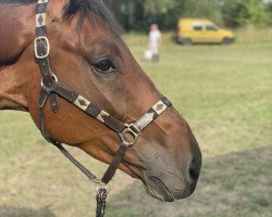 jumper MANCHESTER (KWPN (Royal Dutch Sporthorse), 2017, from Chapeau TN)