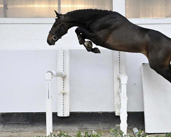 horse Poco Loco van het Bokt Z (Zangersheide riding horse, 2020, from Pepitto van het Bokt)