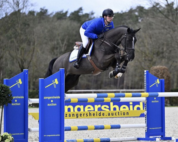 horse Dex Special MB Z (Zangersheide riding horse, 2018, from Dominator 2000 Z)