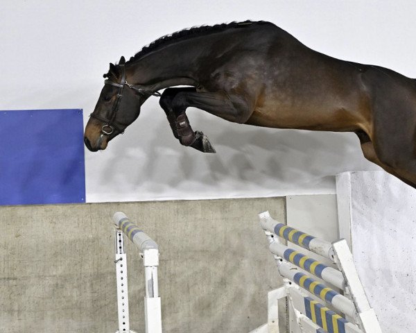 horse Dido van het Broekxhof Z (Zangersheide riding horse, 2020, from Dominator 2000 Z)