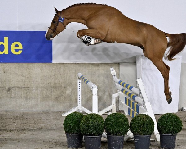 horse Erald de Poteau Z (Zangersheide riding horse, 2020, from Emerald van 't Ruytershof)