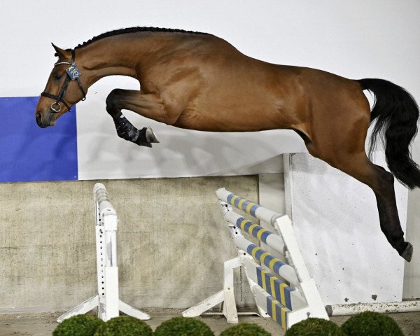 horse Parinjo (KWPN (Royal Dutch Sporthorse), 2020, from Carinjo)